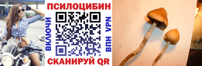 Псилоцибиновые грибы Cubensis  Купить закладки  Нестеровская 